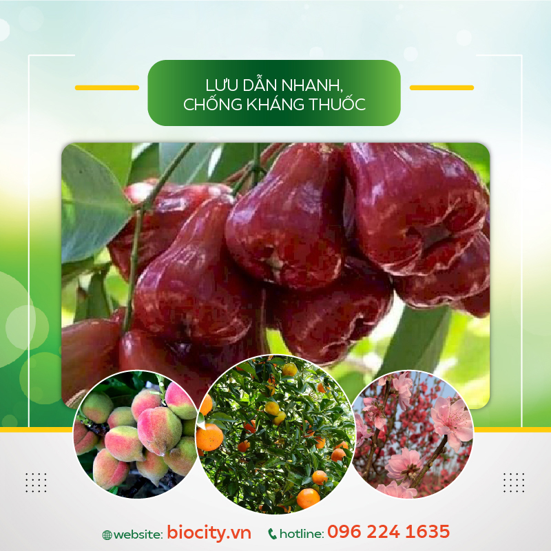 Chế phẩm sinh học tăng hoạt lực, kháng nấm, lưu dẫn nhanh - SODA 100ml