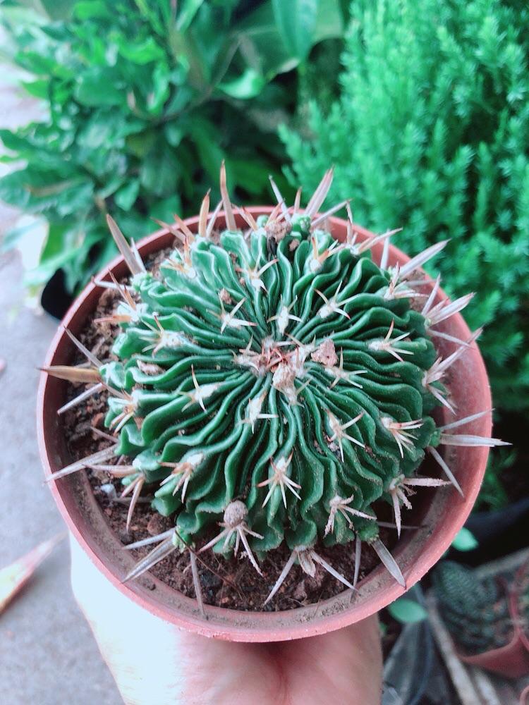 Xương Rồng Trúc Ngọc