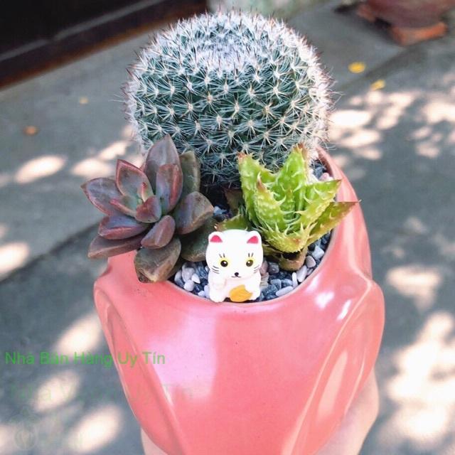 Chậu xương rồng tiểu cảnh