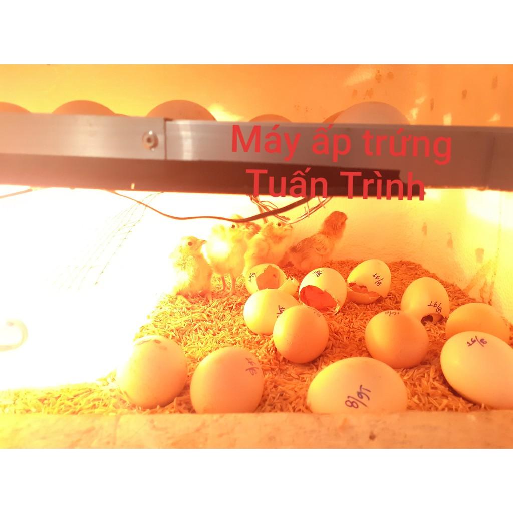 Bộ máy ấp trứng Tự Động