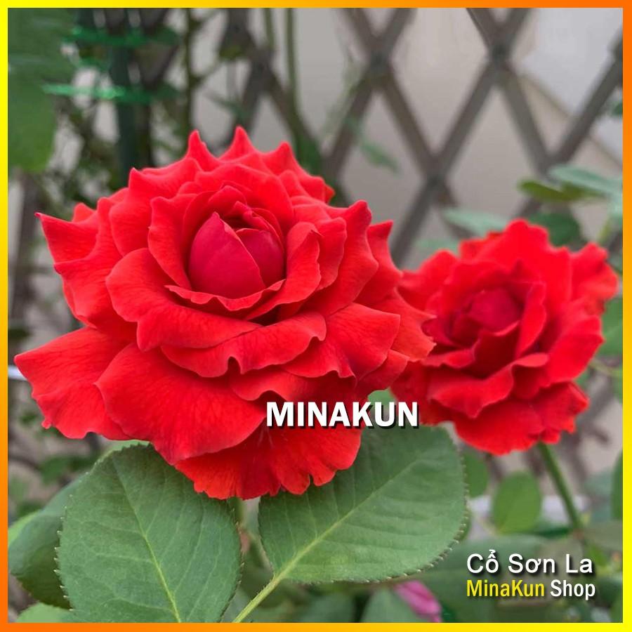 Hoa hồng cổ Sơn La đỏ nhung cực đẹp - MinaKun Shop