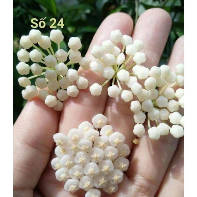 Lan Cẩm Cù Đủ Màu