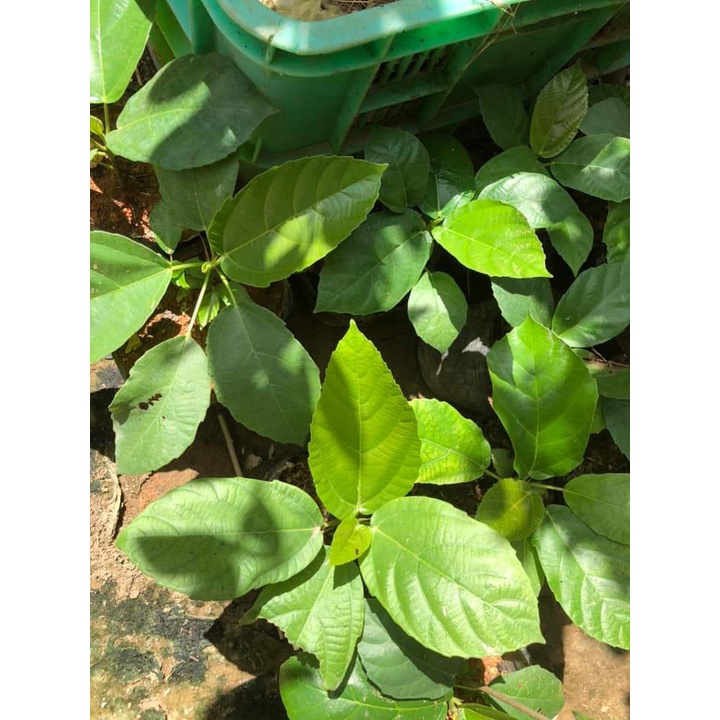 Cây Giống Vả mật xanh, ngoã mật