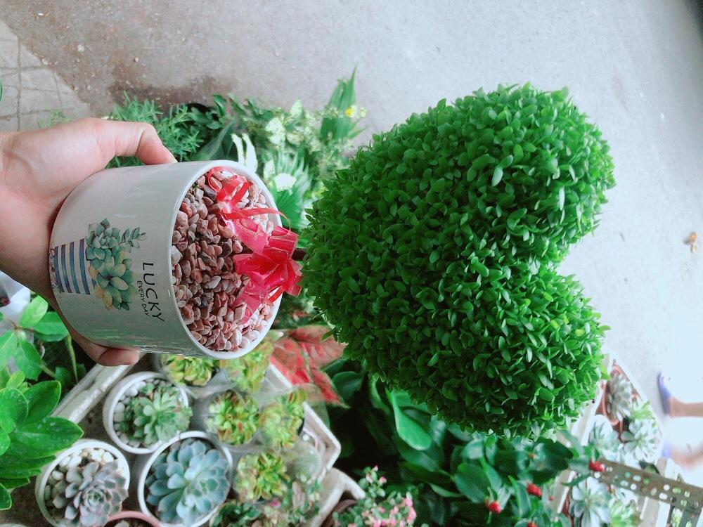 Chậu Cây May Mắn Trái Tim