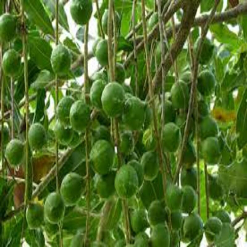 Cây macca giống ,Cây mắc ca giống