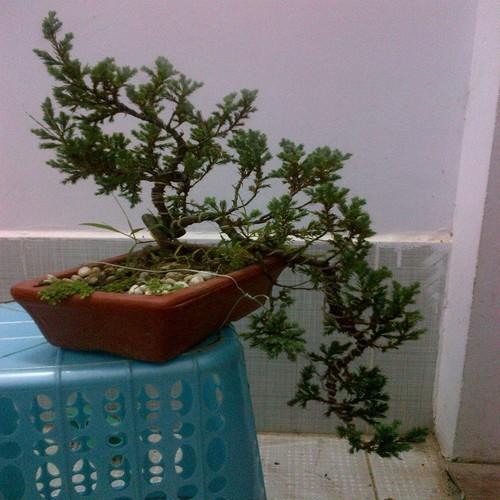 CÂY TÙNG XÀ BONSAI,CÂY TÙNG XÀ BONSAI - CÂY THỦY TÙNG - NGỌA TÙNG SIÊU ĐẸP - CTXBDCTTNT