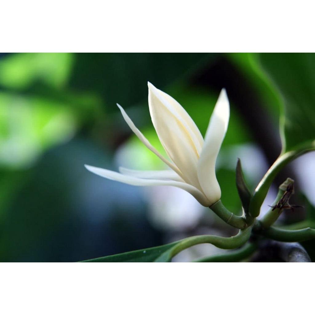 Cây hoa ngọc lan hoa thơm vàng & trắng cao 60cm đang nụ