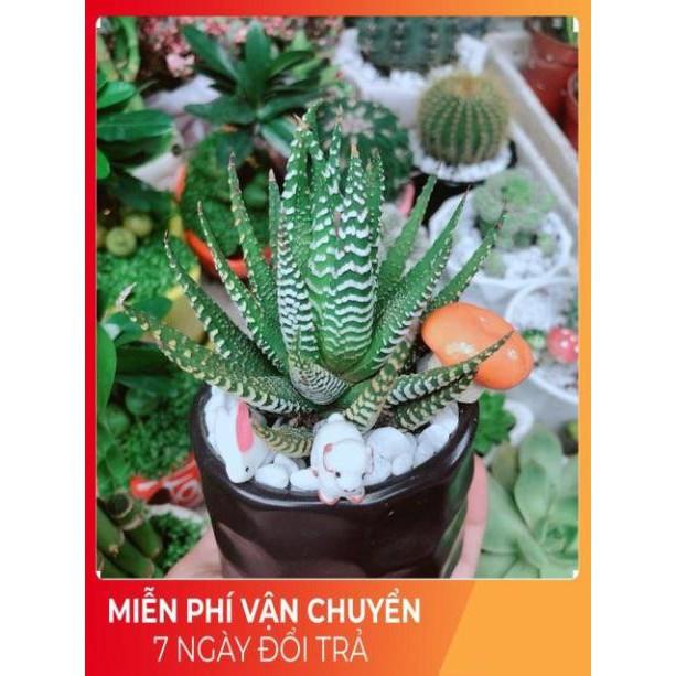 Chậu Móng Rồng