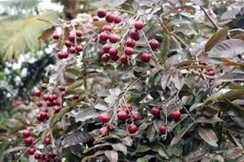 Cây nhãn tím, giống Cây nhãn tím ghép