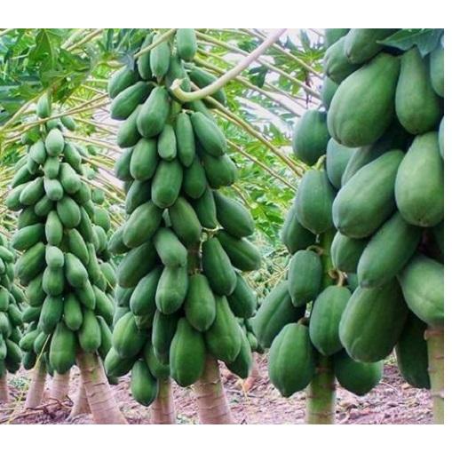 Hạt Giống Đu Đủ Lùn Siêu Trái -