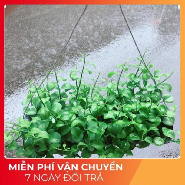 Chậu Đô La