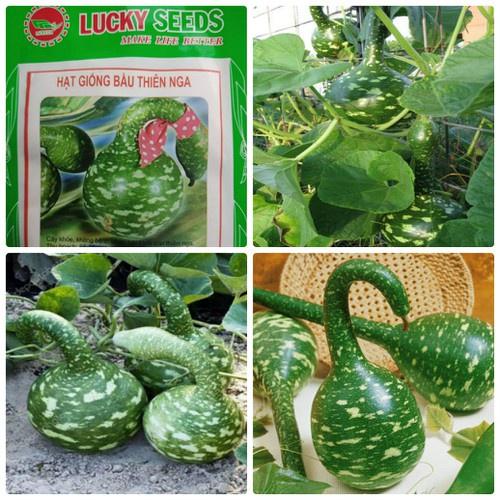 Hạt giống bầu thiên nga tặng kèm gói phân bón lót