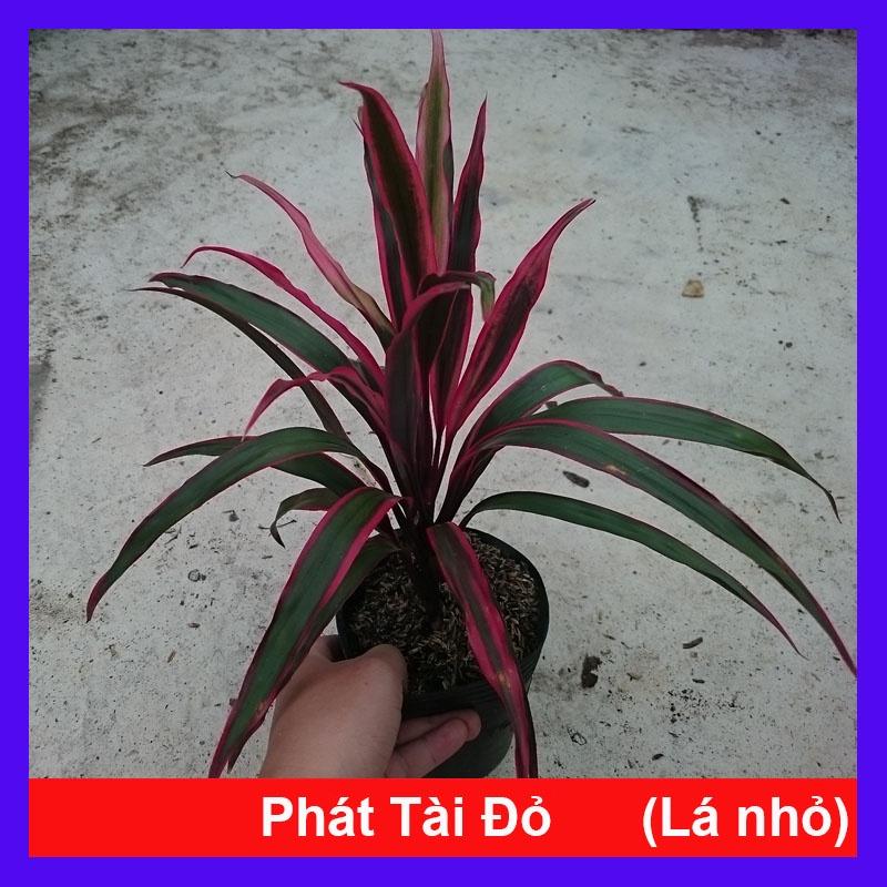 Cây Phát Tài Đỏ (lá nhỏ) - cây cảnh phong thủy để bàn