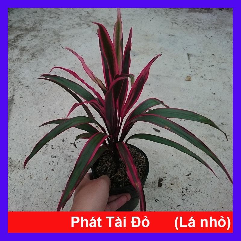 Cây Phát Tài Đỏ  - cây cảnh phong thủy để bàn + tặng phân bón cho cây