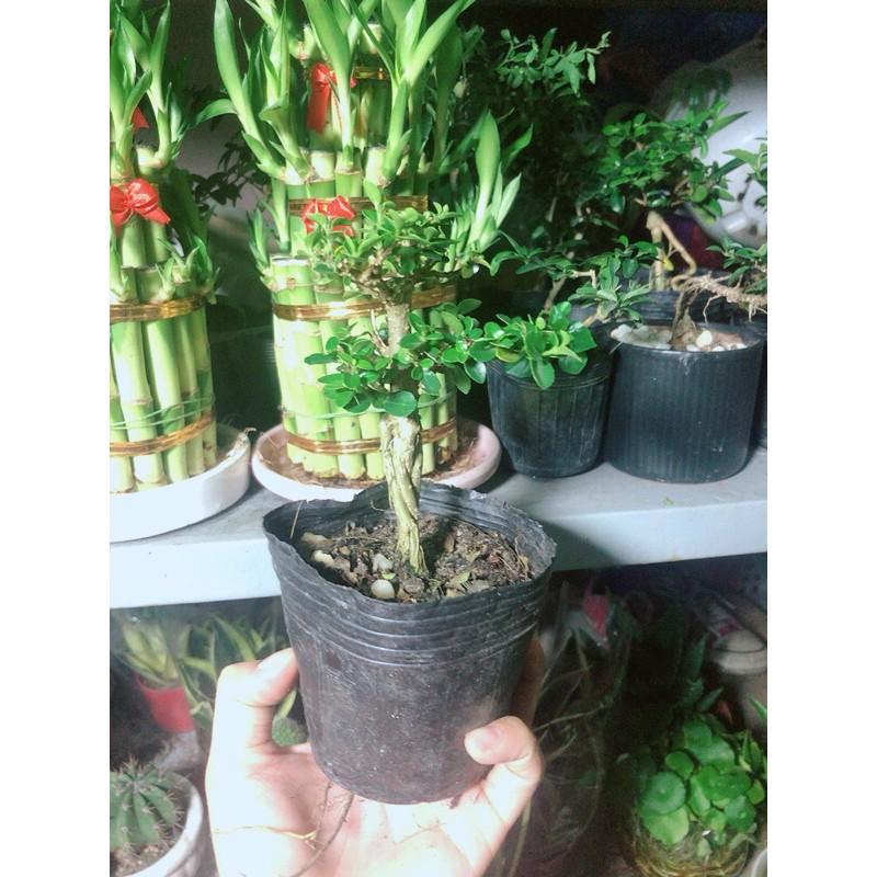 Cây Sam Hương Bonsai