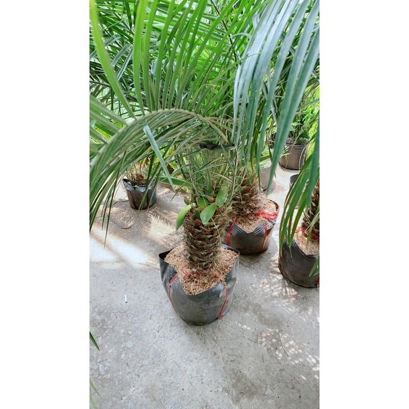 Cau Nga Mi Có Hoa Lớn