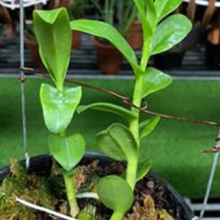 Hoa lan phi điệp - nữ hoàng 28