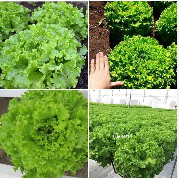 COMBO 5 gói hạt giống rau xà lách các loại