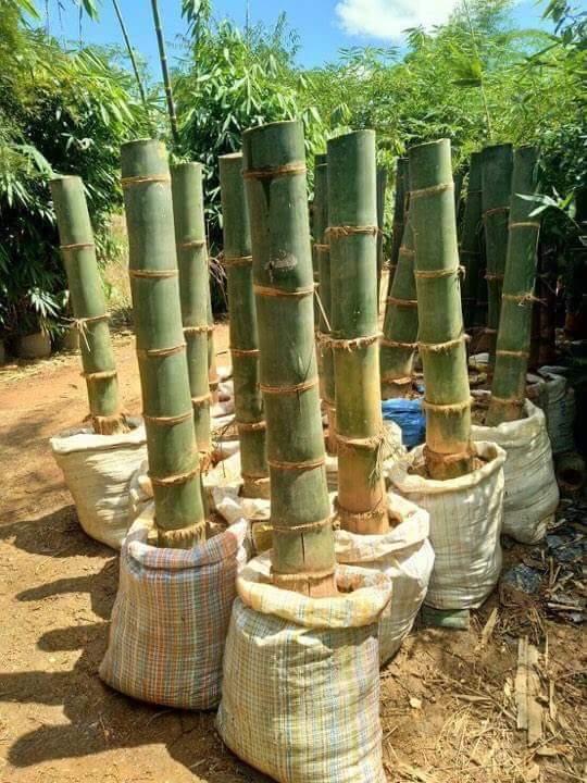 CÂY TRE KHỔNG LỒ THÁI