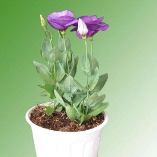 Hạt giống hoa cát tường nhiều màu-gói 5 hạt