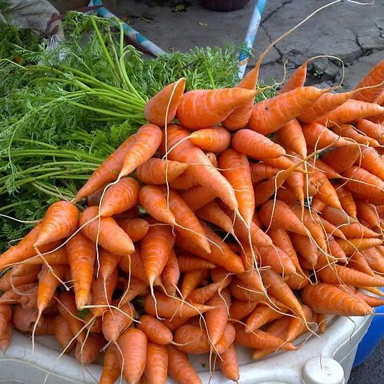 COMBO 7 loại hạt giống rau dễ trồng 4 mùa dễ trồng