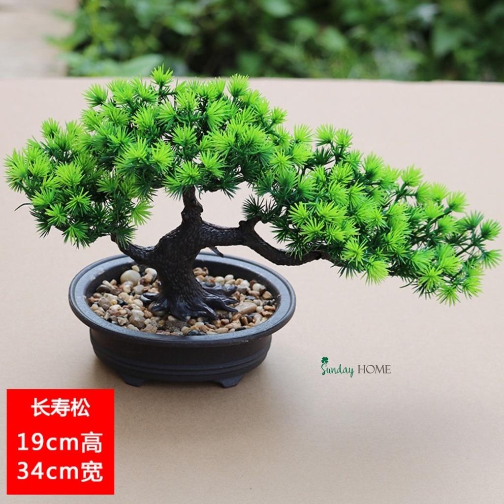 Chậu cây giả, chậu cây thông Bonsai để bàn, kệ, tủ trang trí nhà cửa