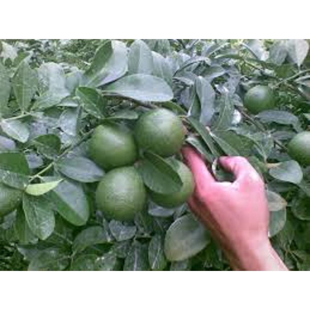 CÂY GIỐNG CHANH NÚM SIÊU QUẢ, SIÊU SỚM.