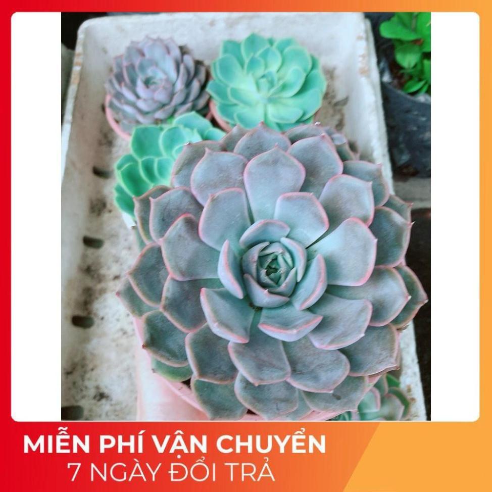 Sen Đá Tím Cánh Cứng Size Đại