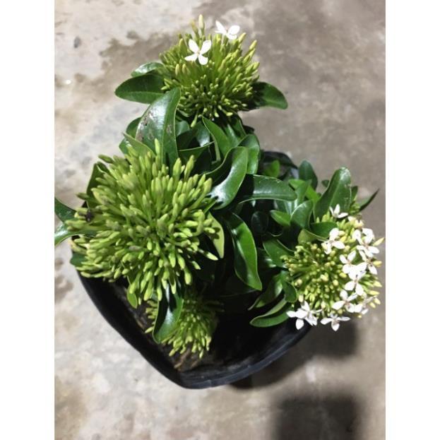 Hoa mẫu đơn màu trắng siêu hoa