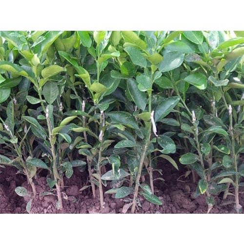 CÂY GIỐNG BƯỞI ĐỎ THÁI LAN