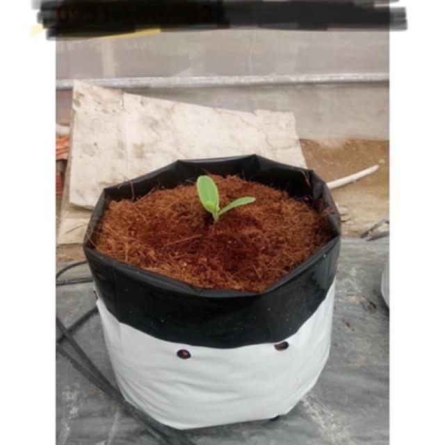1kg TÚI BẦU TRỒNG CÂY TRONG NHÀ LƯỚI 20X40