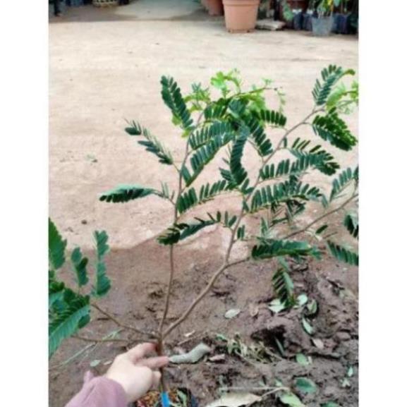 Cây Giống Me Thái, Dễ Trồng, Phù Hợp Mọi Loại Đất