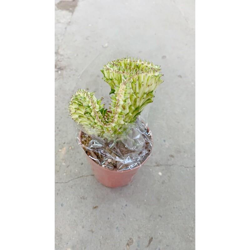 Xương Rồng Vạn Lý