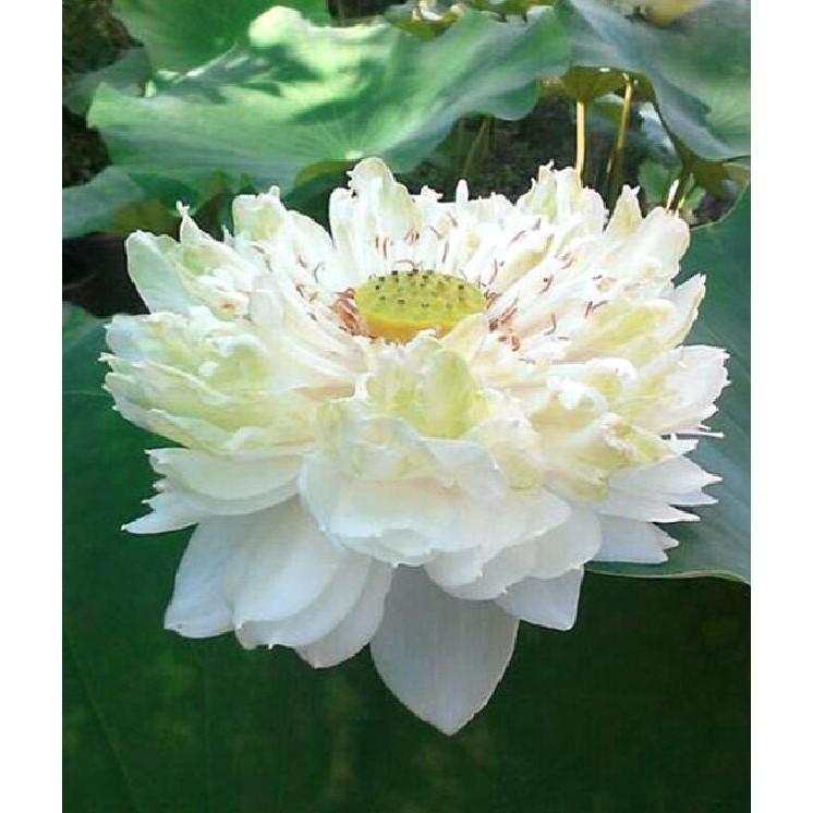 Hạt giống sen bách diệp hoa màu trắng