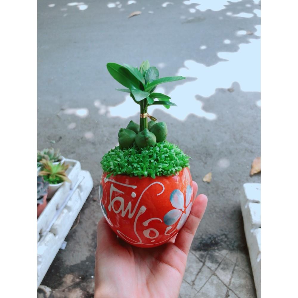 Chậu Cây May Mắn Tài Lộc