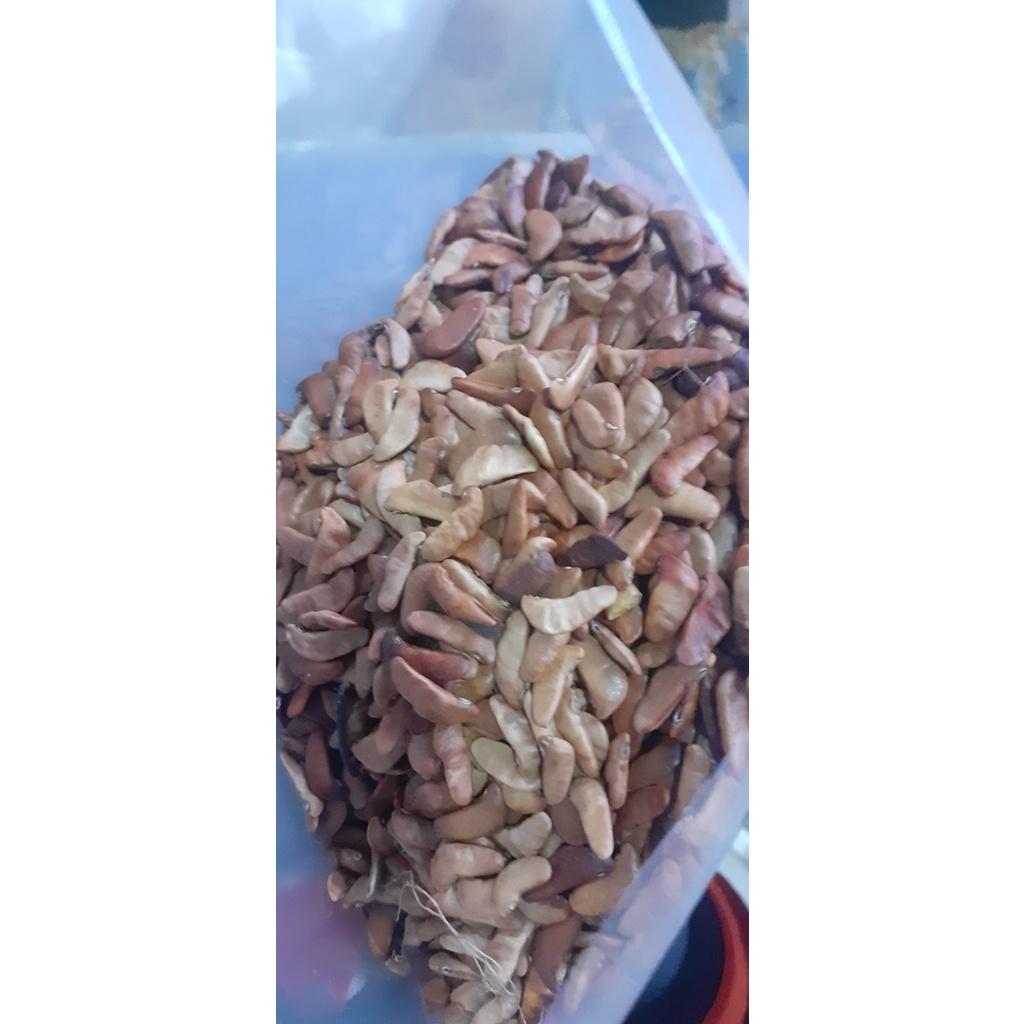 100 gram hạt giống cây giáng hương