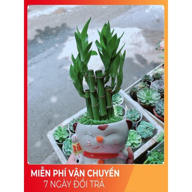 Chậu Trúc Phát Tài Mèo May Mắn