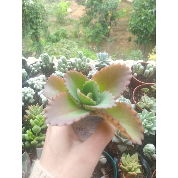 Cây lá bỏng, sống đời ta hoa đỏ, cây giống