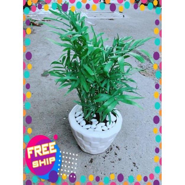 Chậu Cây Cau Tiểu Trâm