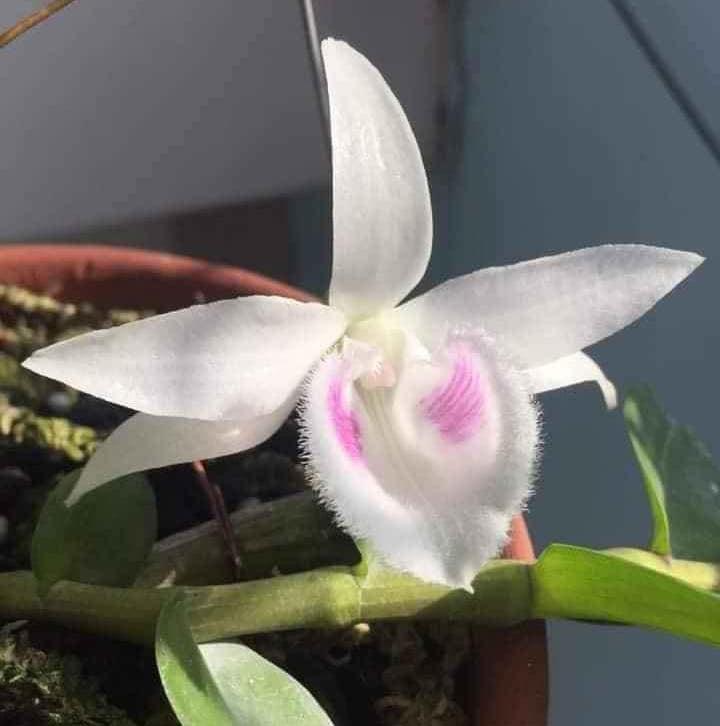 Phi điệp đột biến 5 CT CỦ CHI chuẩn giống cam kết chất lượng