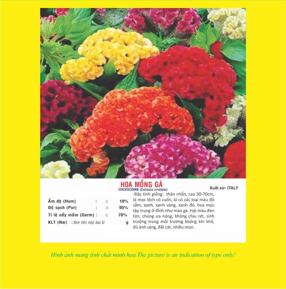 Hạt giống Hoa Mồng Gà - Hoa Mào Gà Búa Mix