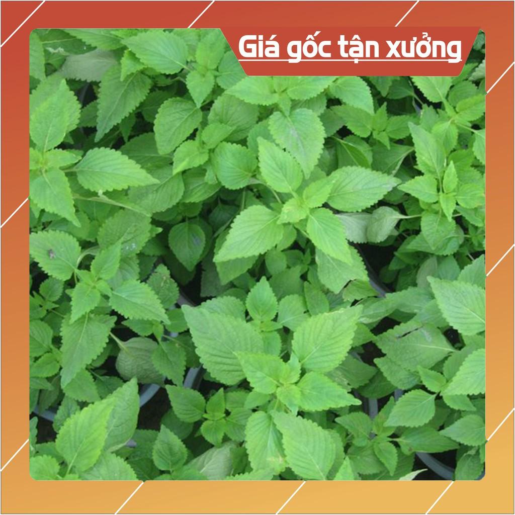 10GR - HẠT GIỐNG LÁ CÂY RAU KINH GIỚI (Hàng Loại 1)