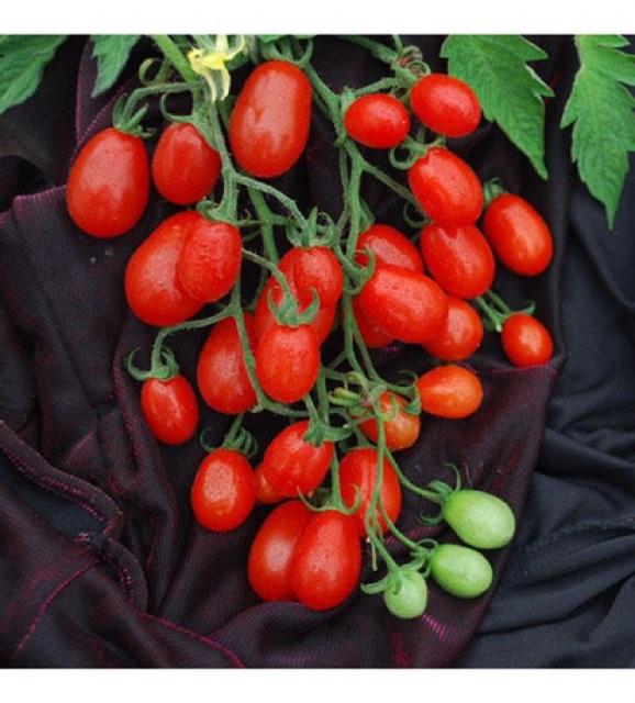 Hạt giống cà chua bi chùm gói 10 hạt