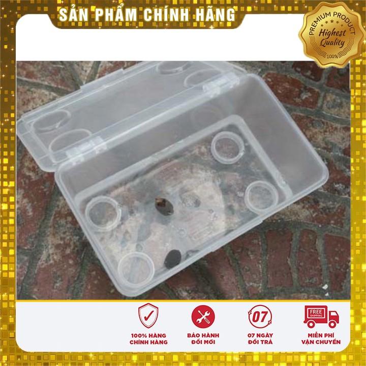 COMBO 05 Hạt giống Sen Mini 05 Hoa hạt giống Súng Thái