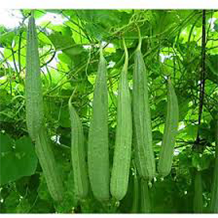 GÓI 200 HẠT GIỐNG MƯỚP KHÍA