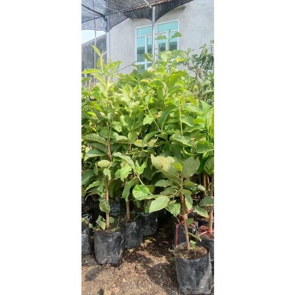 Cây giống Ổi Găng Đông Dư