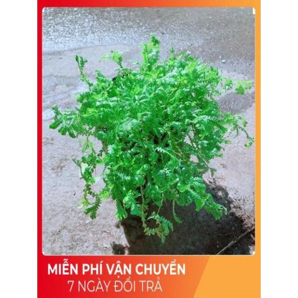 Cây Rêu Xanh