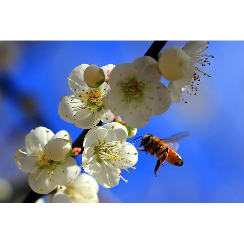 COMBO 5 CÂY HOA ĐÀO GIỐNG 99K