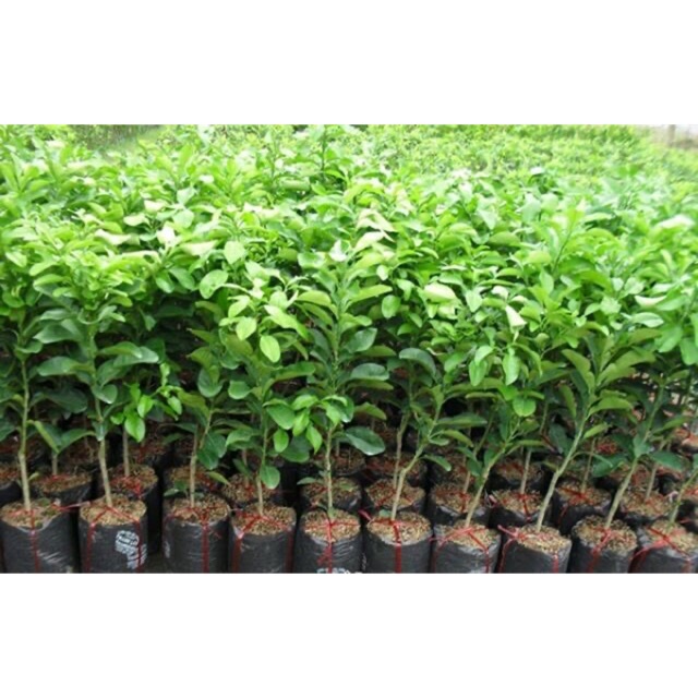 Giống cây bưởi năm roi