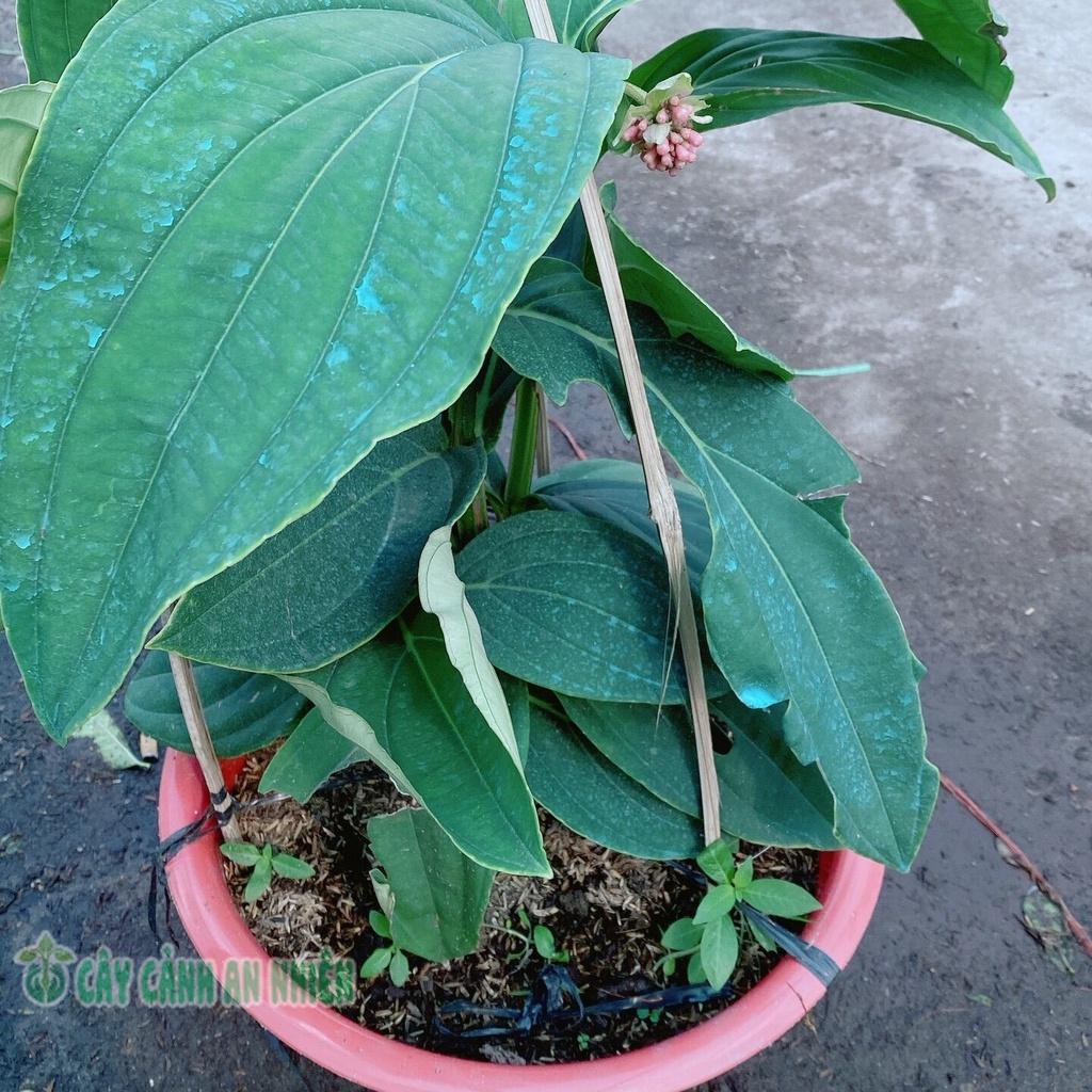 Cây Hòn Ngọc Viễn Đông